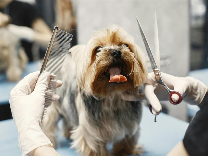Paws Only Grooming Salon Spa & Boutique dog grooming work in Stones Corner