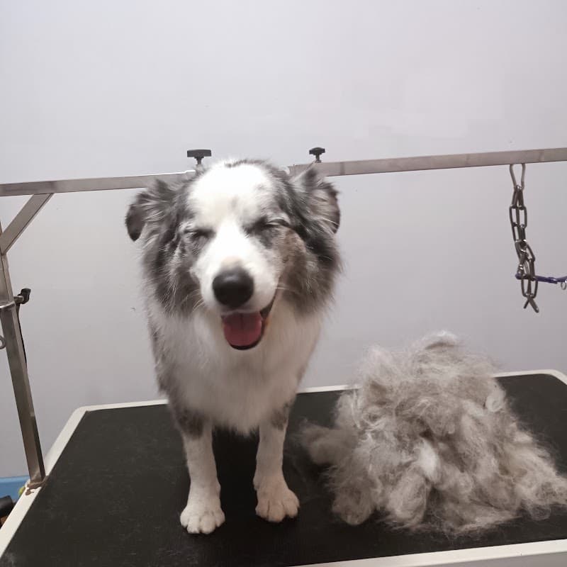 Paws Only Grooming Salon Spa & Boutique dog grooming work in Stones Corner