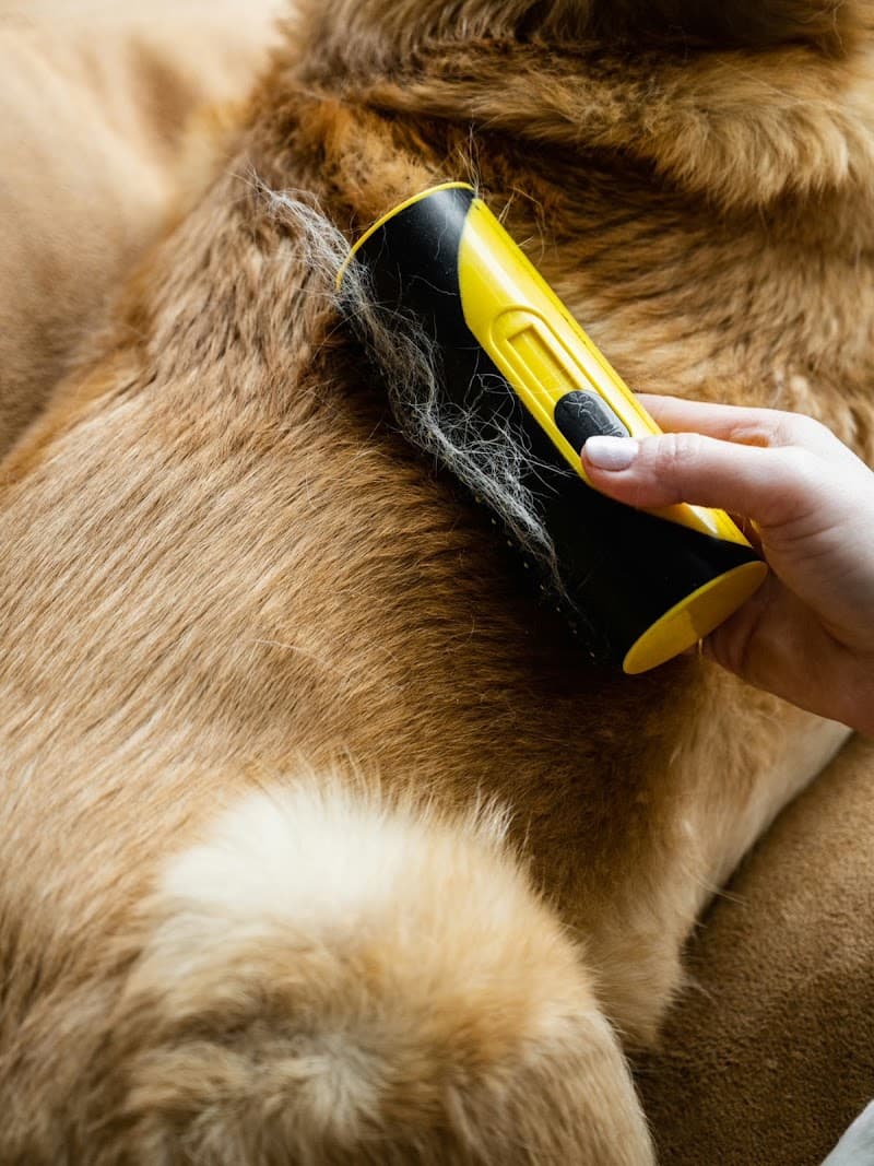 Paws Only Grooming Salon Spa & Boutique dog grooming work in Stones Corner