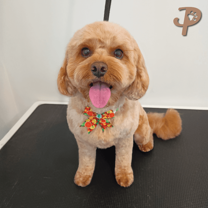 Paws Truly dog grooming work in Northgate