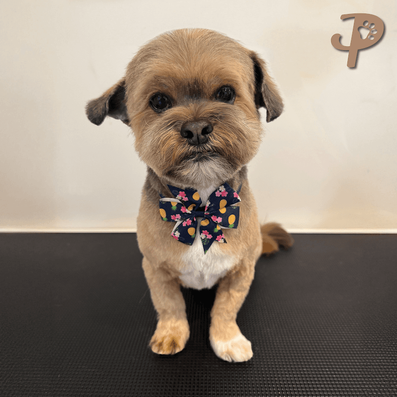 Paws Truly dog grooming work in Northgate