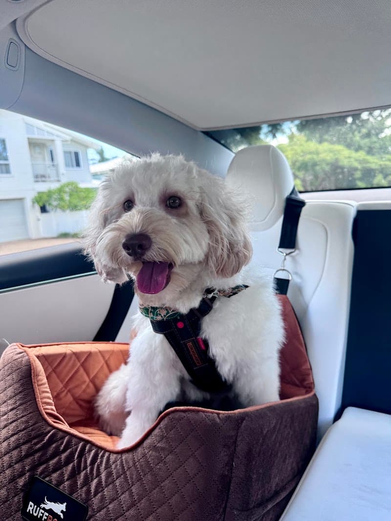 Paws Truly dog grooming work in Northgate