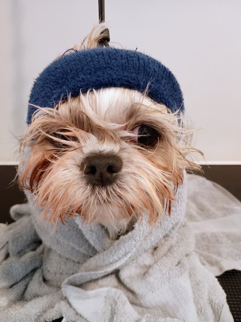 Paws Truly dog grooming work in Northgate
