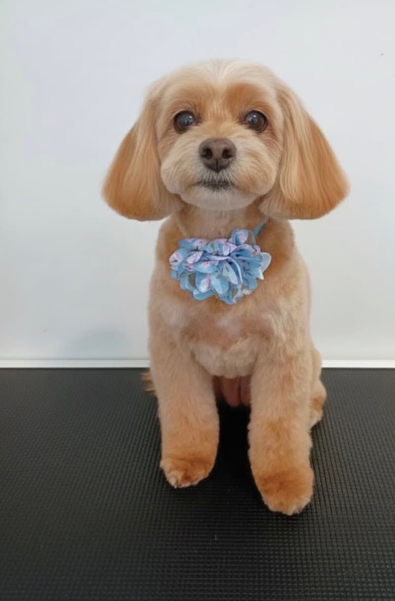 Paws Truly dog grooming work in Northgate