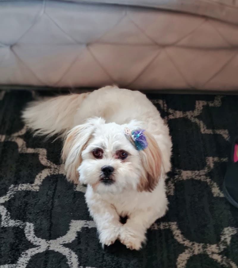 Pawshake pet sitting & house sitting work in New Farm