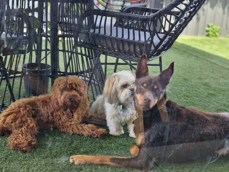 Pawshake pet sitting & house sitting work in New Farm