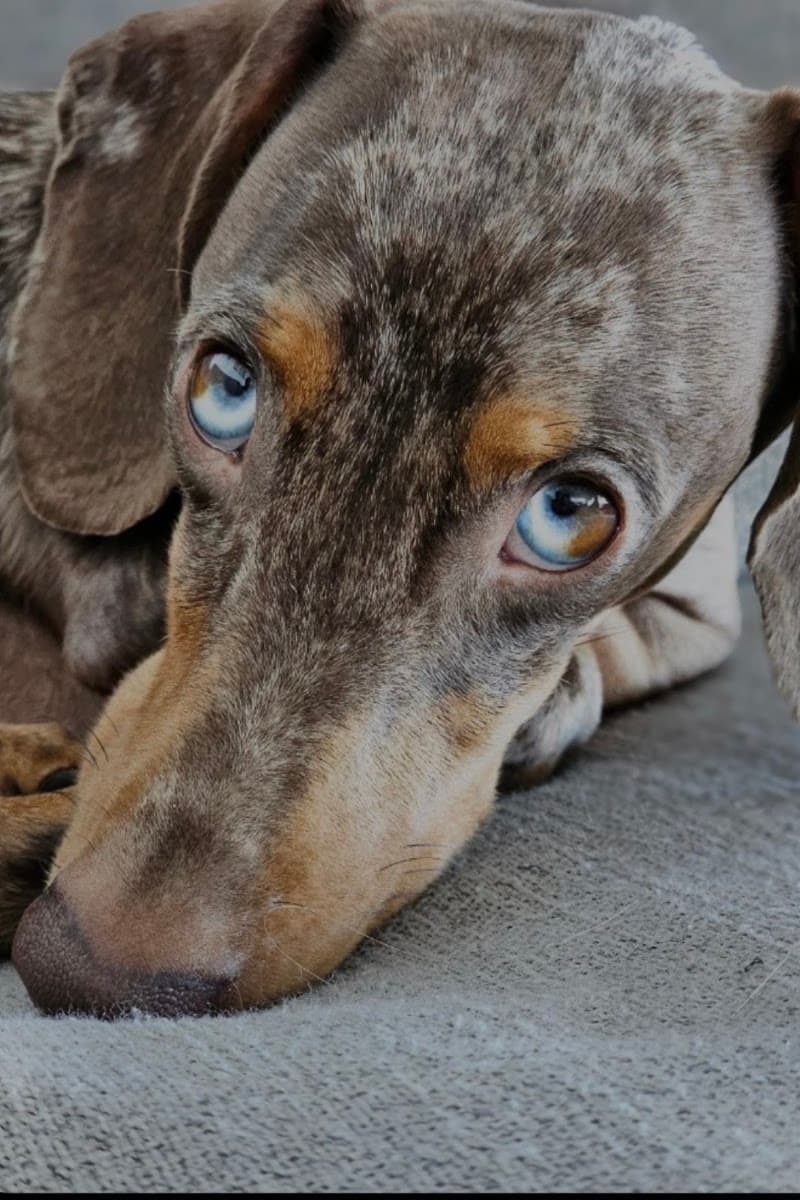 Pawshake pet sitting & house sitting work in New Farm