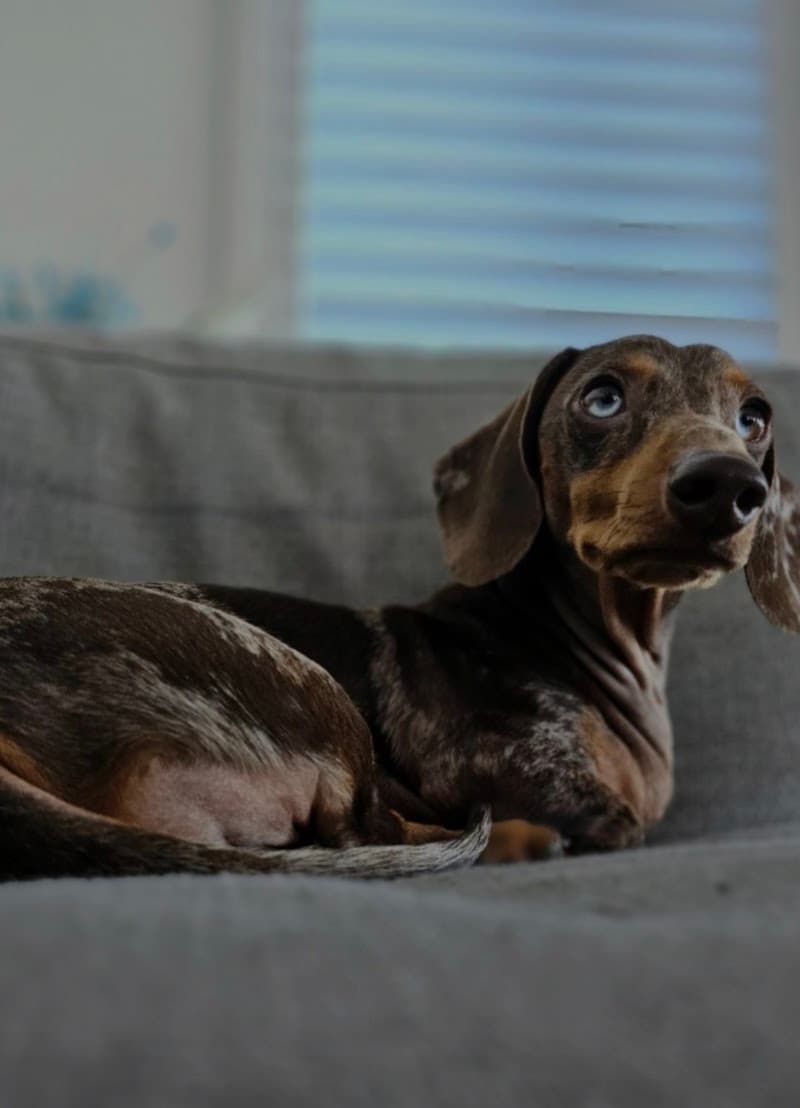 Pawshake pet sitting & house sitting work in New Farm