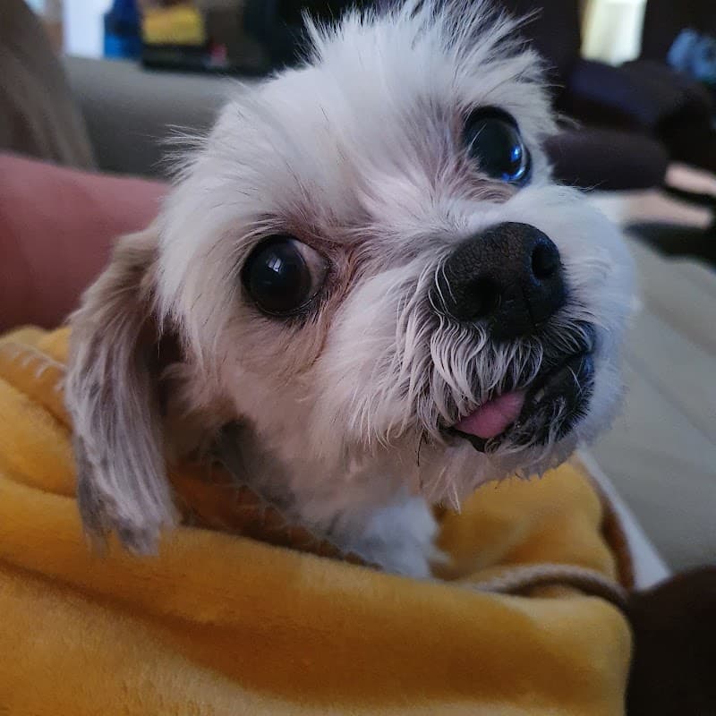 Pawshake pet sitting & house sitting work in New Farm