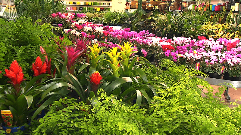 Peards Albury landscaping work in Albury