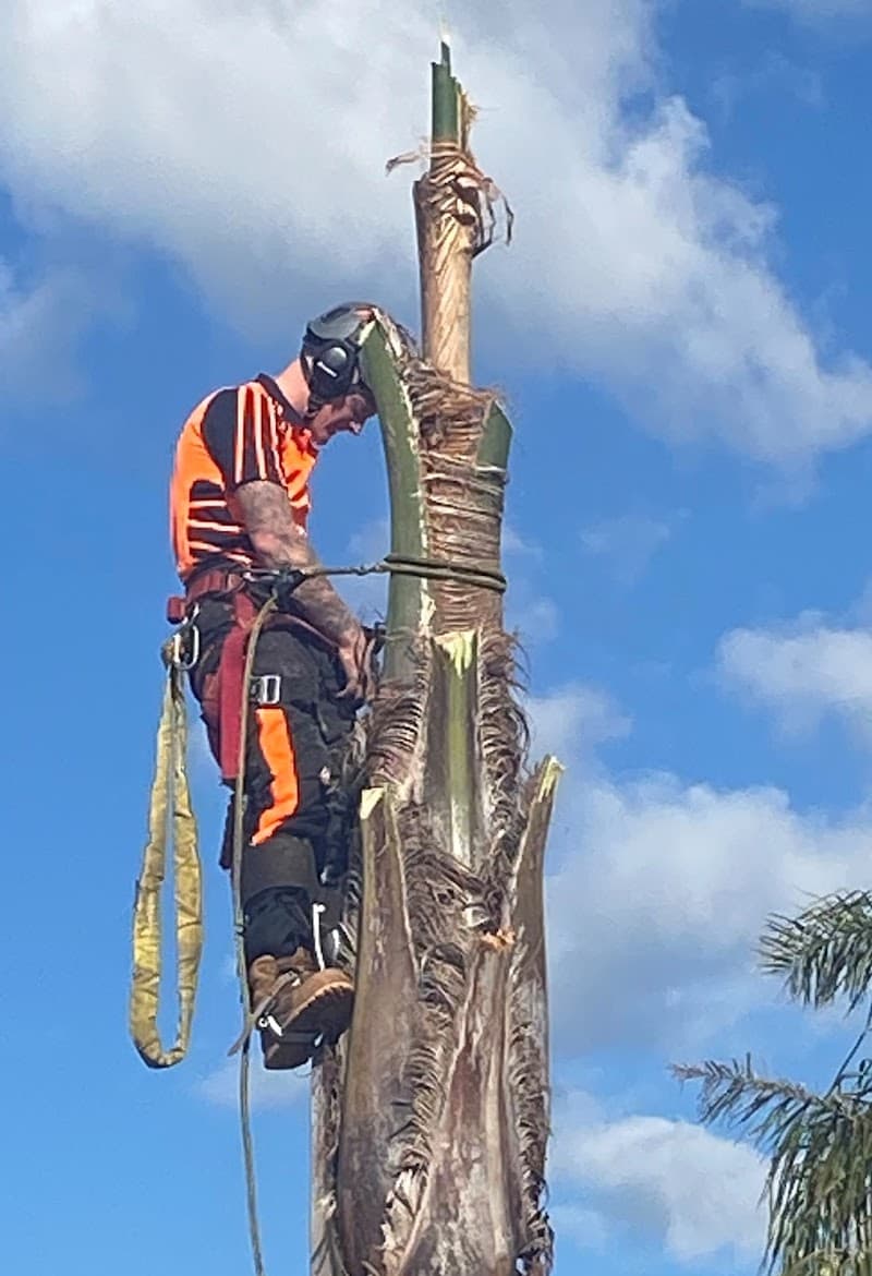 Peninsula Tree Service tree services work in Dromana
