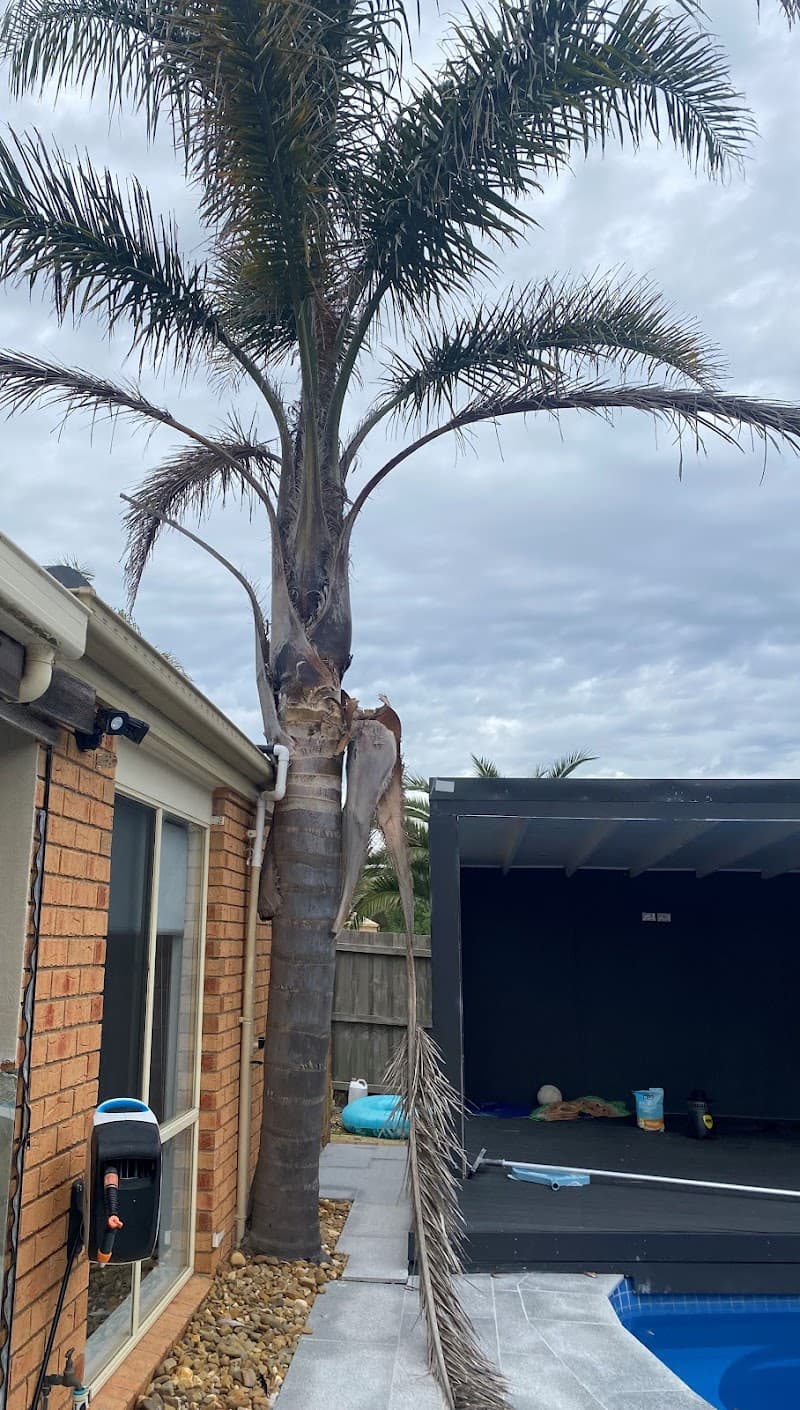 Peninsula Tree Service tree services work in Dromana