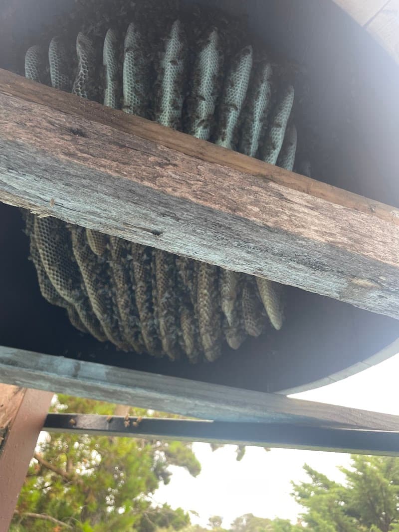 PENPEST pest control work in Dromana