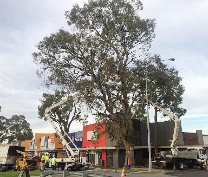 Perth Arbor Services tree services work in Perth
