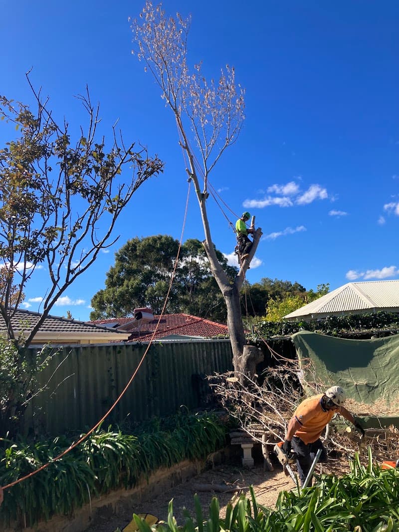 Perth Arbor Services tree services work in Perth