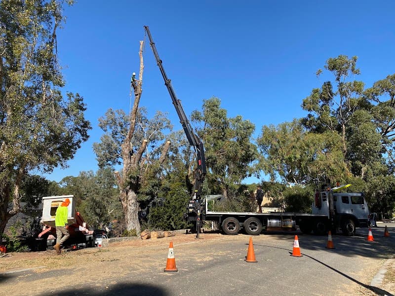 Perth Arbor Services tree services work in Perth
