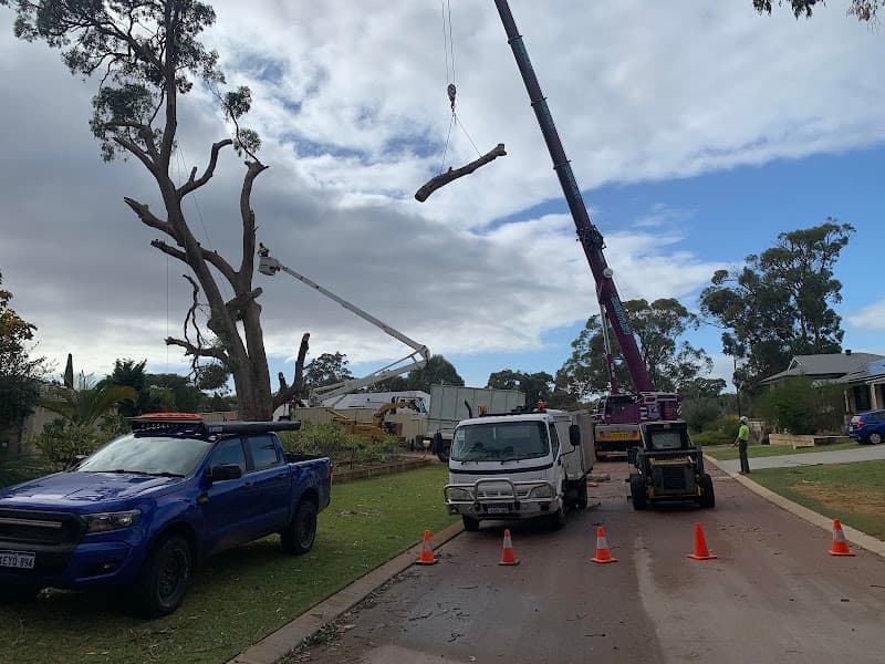 Perth Arbor Services tree services work in Perth