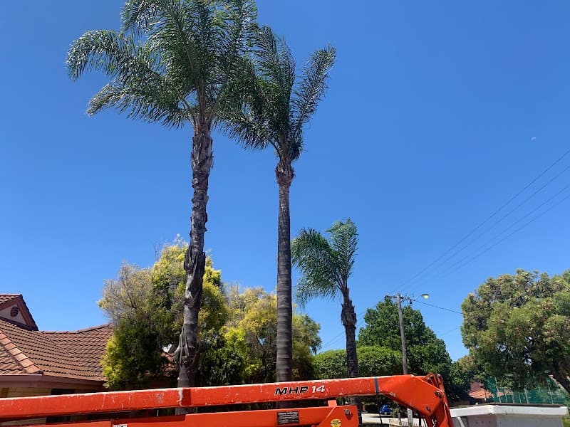 Perth Arbor Services tree services work in Perth
