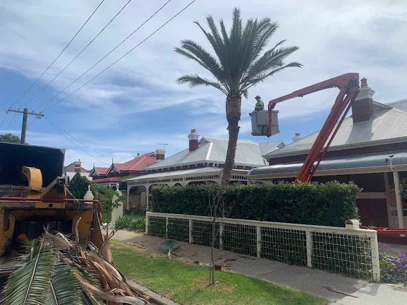 Perth Arbor Services tree services work in Perth
