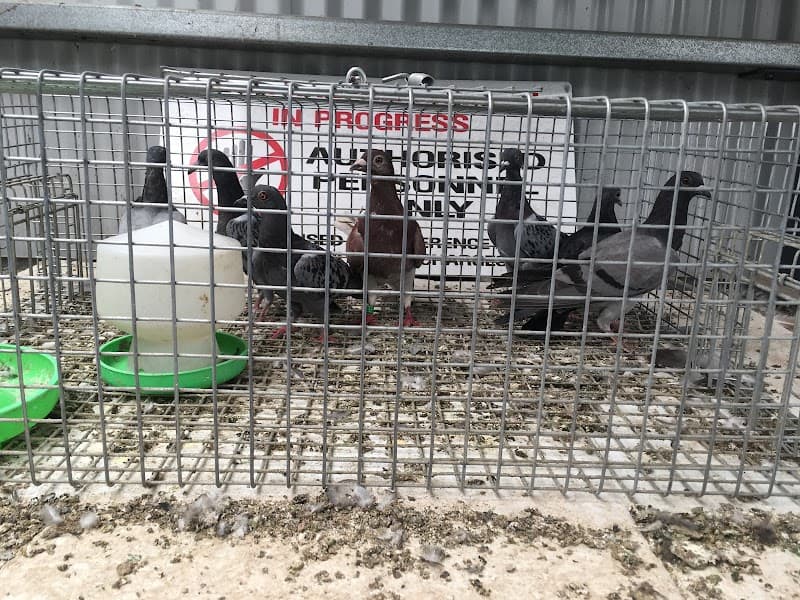 Pest Brigade pest control work in Capel Sound