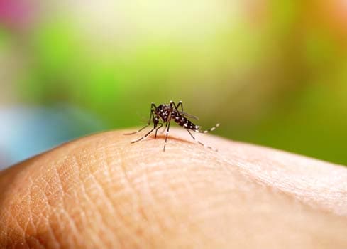Pest Control Canberra pest control work in Canberra