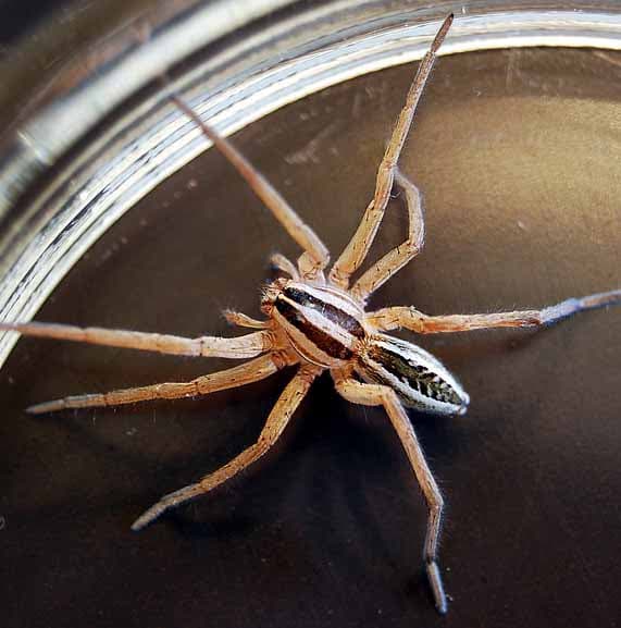 Pest Control Canberra pest control work in Canberra