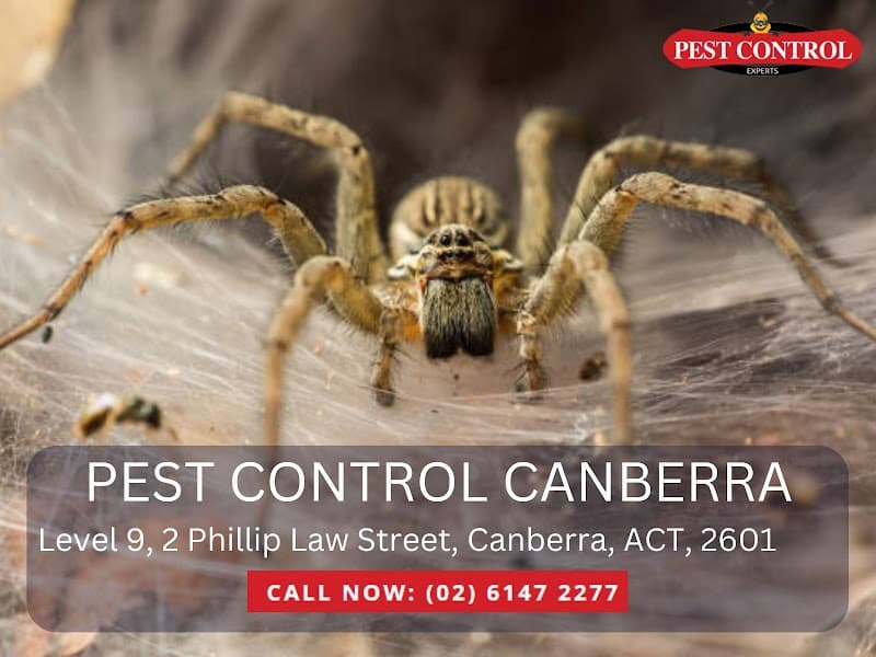 Pest Control Canberra pest control work in Canberra