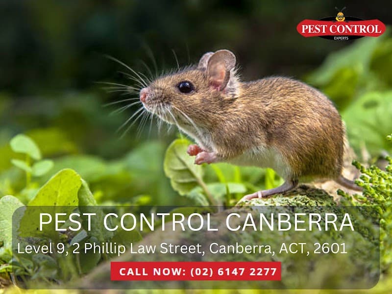 Pest Control Canberra pest control work in Canberra