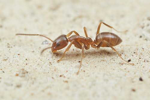 Pest Control Launceston pest control work in Kings Meadows
