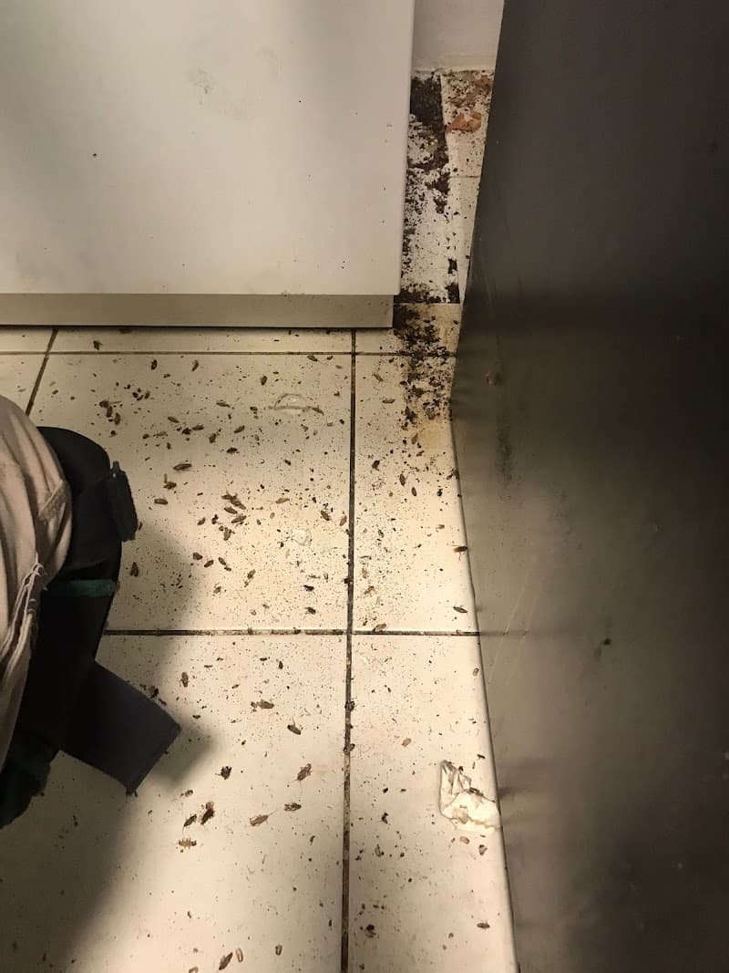Pest Control Services NSW pest control work in Mount Druitt