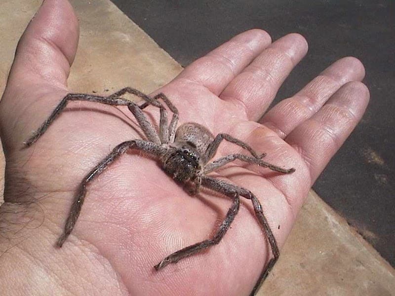 Pest Control Sydney NSW pest control work in Sydney