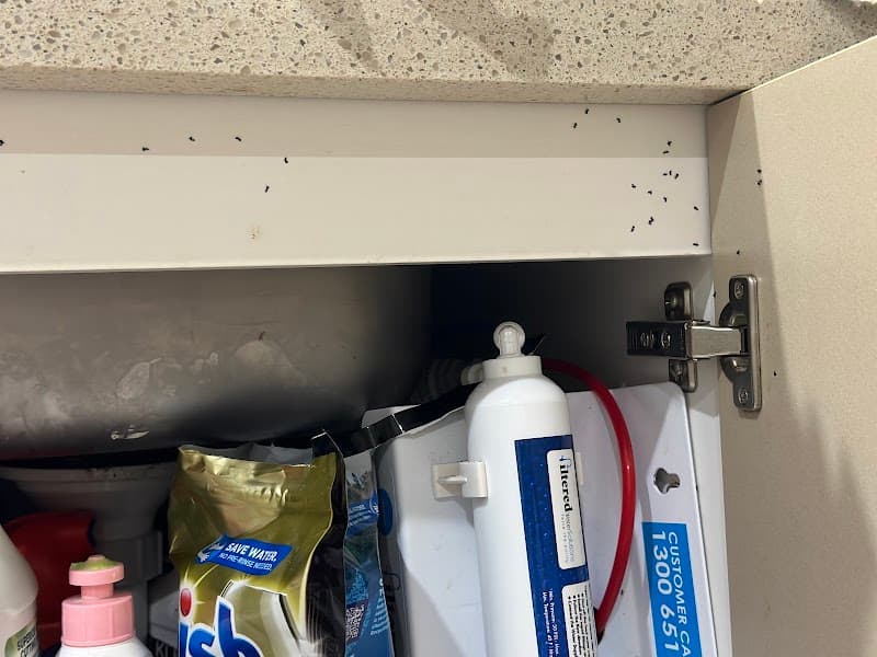 Pest Disturbers Pty. Ltd pest control work in St Kilda