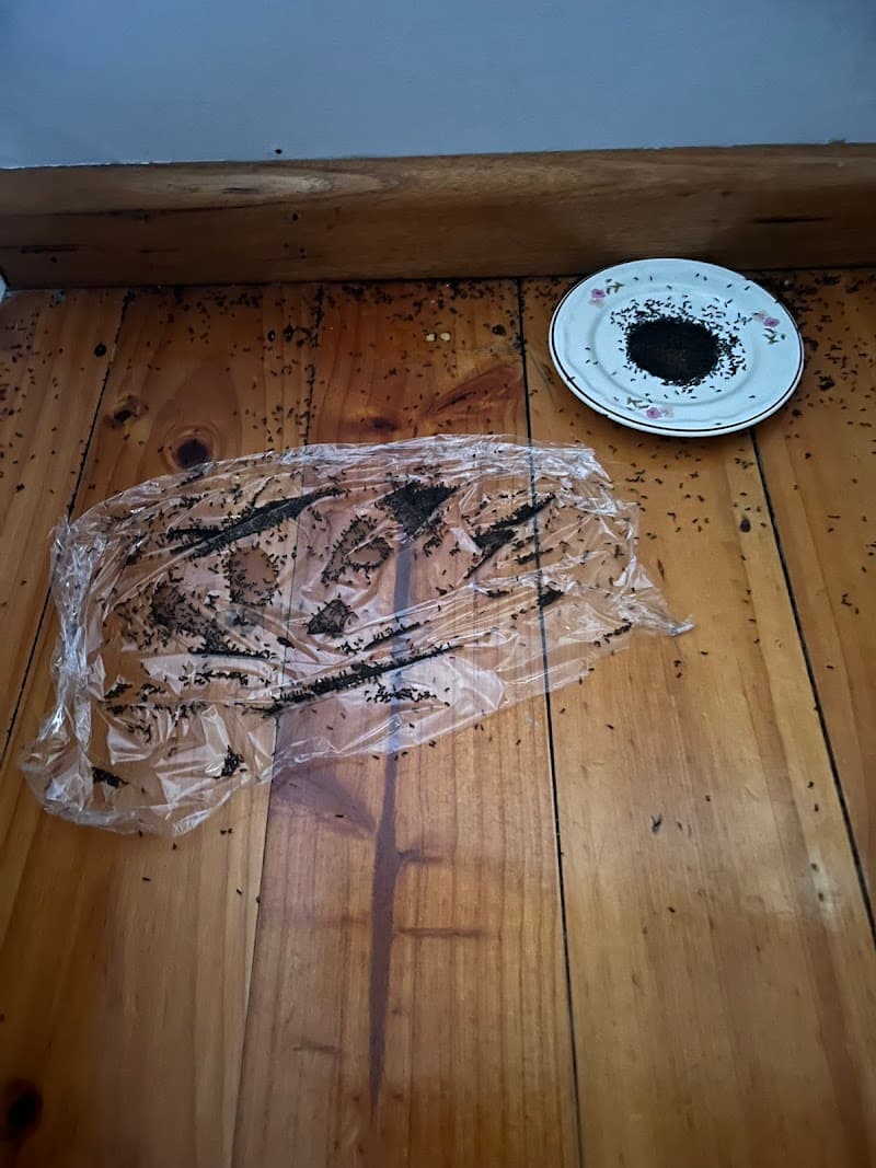 Pest Disturbers Pty. Ltd pest control work in St Kilda
