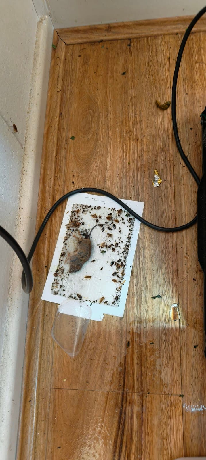 Pest Free Adelaide (Pest Control) pest control work in Eyre