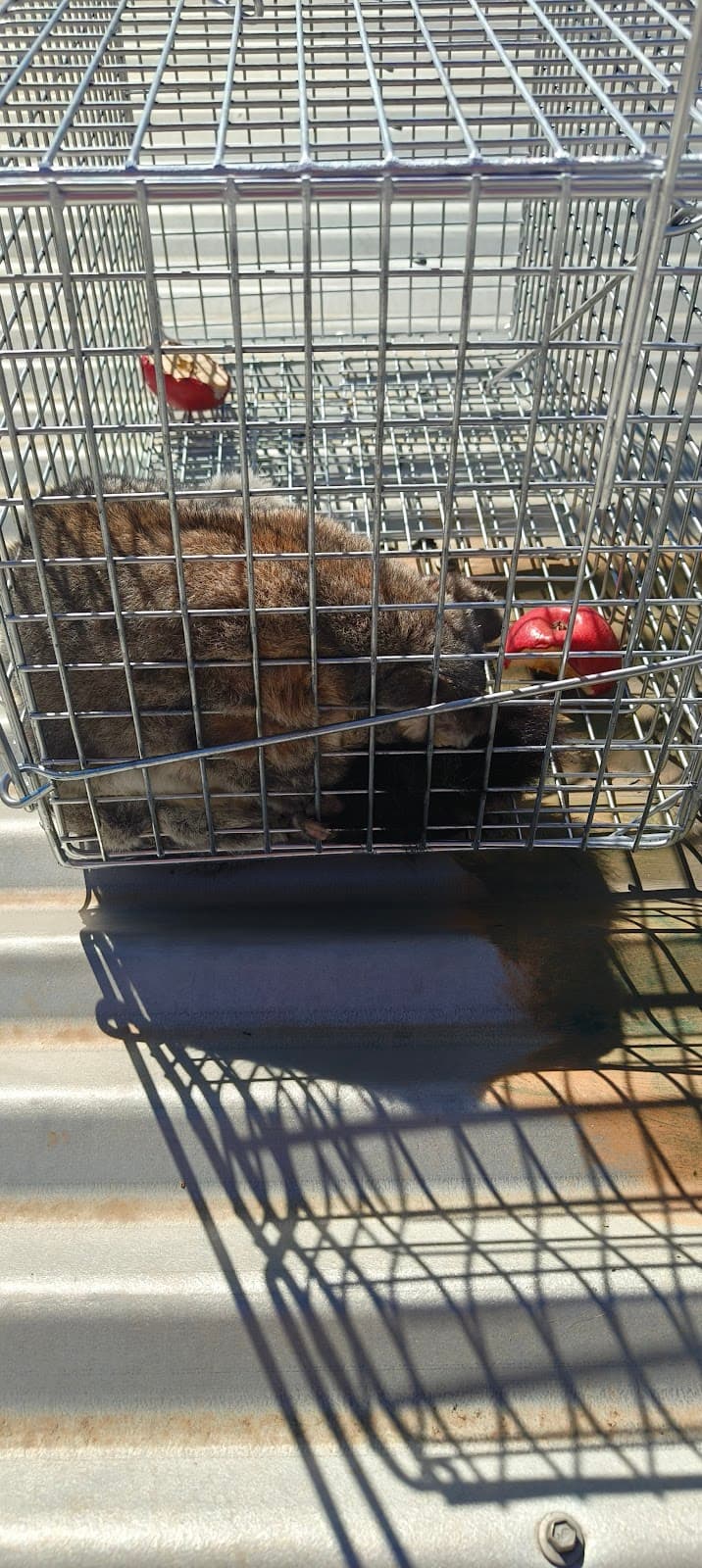 Pest Free Adelaide (Pest Control) pest control work in Eyre