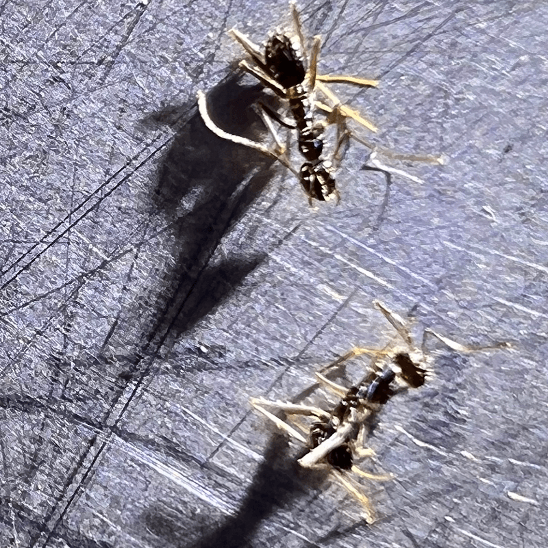 Pest Nett pest control work in East Brisbane