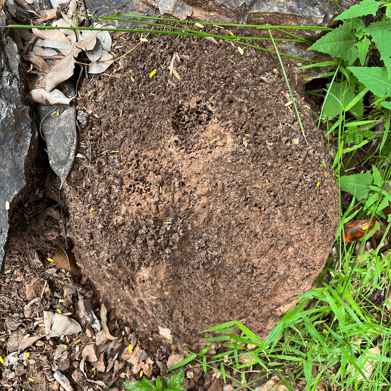 Pest Nett pest control work in East Brisbane