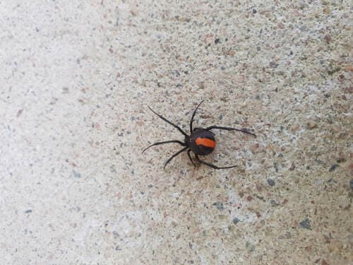 Pest Off Solutions Pest Control Cairns pest control work in Brinsmead