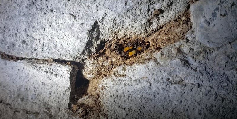 Pest Proofing Solutions pest control work in Spring Mountain