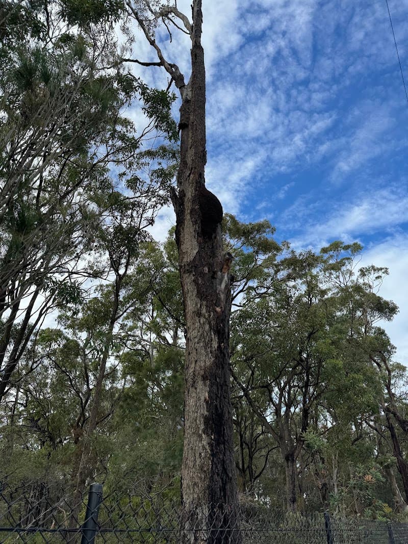 Pest Storm pest control work in Summerland Point