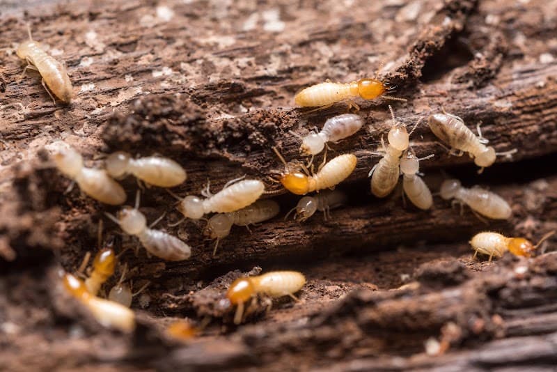 Pestaway Pest Management Cairns pest control work in Manunda