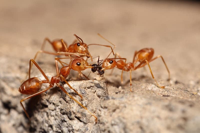 Pestaway Pest Management Cairns pest control work in Manunda
