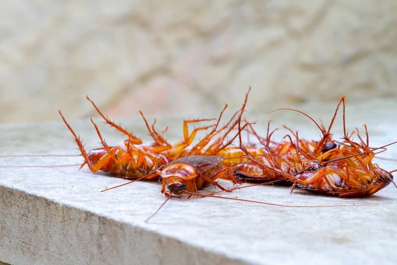Pestaway Pest Management Cairns pest control work in Manunda