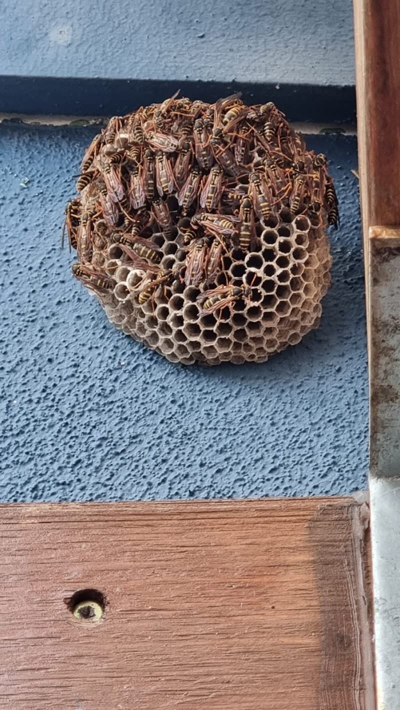 Pestaway Sydney pest control work in Zetland