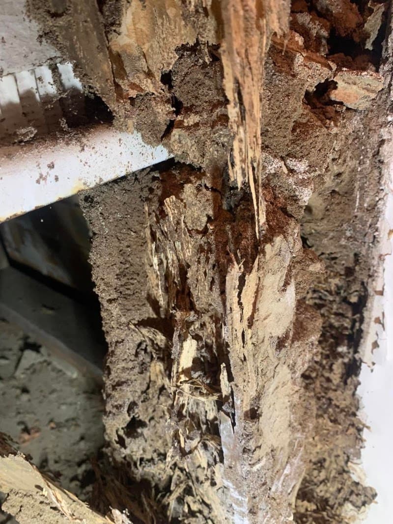 Pestfix Pest Management pest control work in Woronora