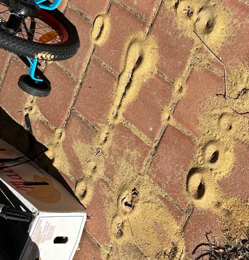 Pesti Pest Control Perth pest control work in Dianella