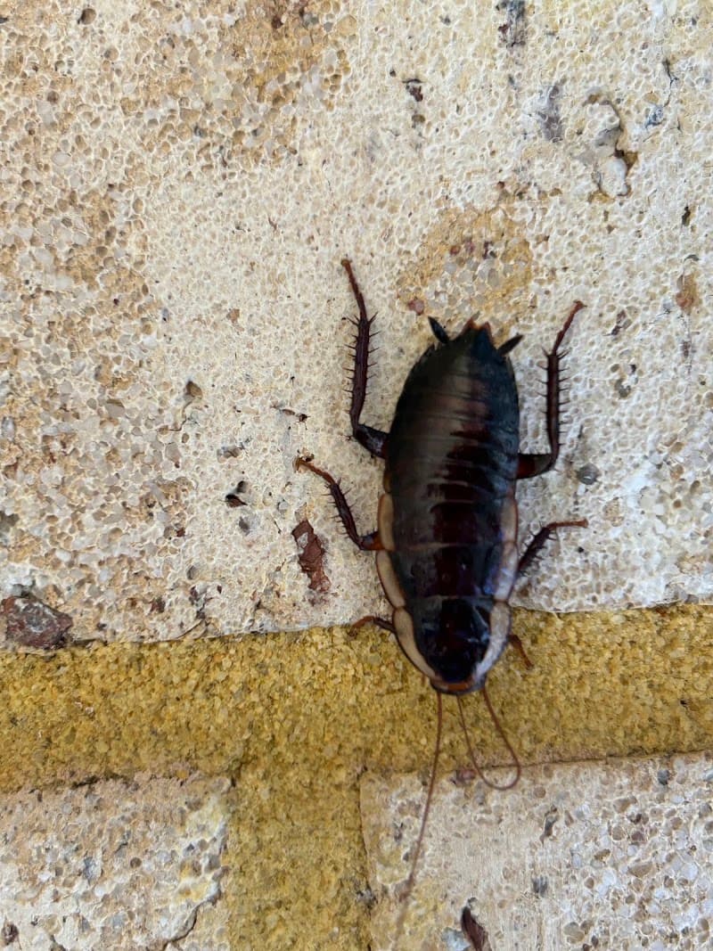 Pesti Pest Control Perth pest control work in Dianella