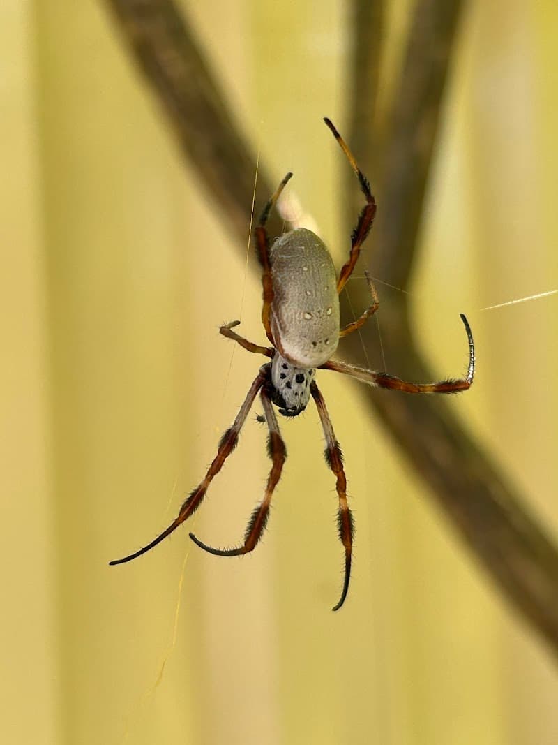 Pesti Pest Control Perth pest control work in Dianella