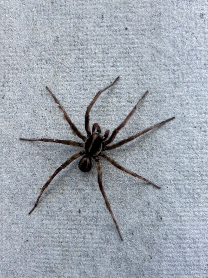 Pesti Pest Control Perth pest control work in Dianella