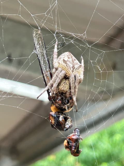 Pestmac Pest Control Solutions pest control work in Holgate